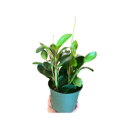 Peperomia | Obtusifolia