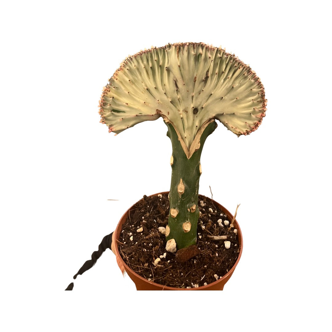 Cactus | Dragon Bone