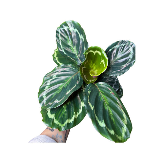 Calathea | Roseapicta "Medallion"