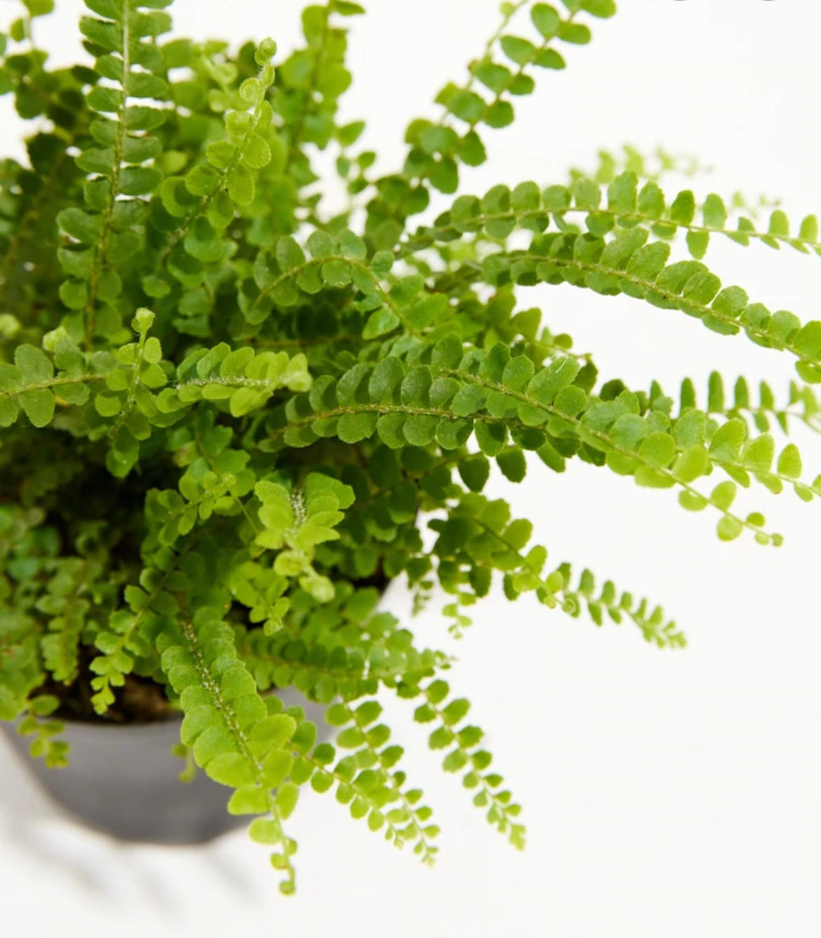 Fern | Lemon Button