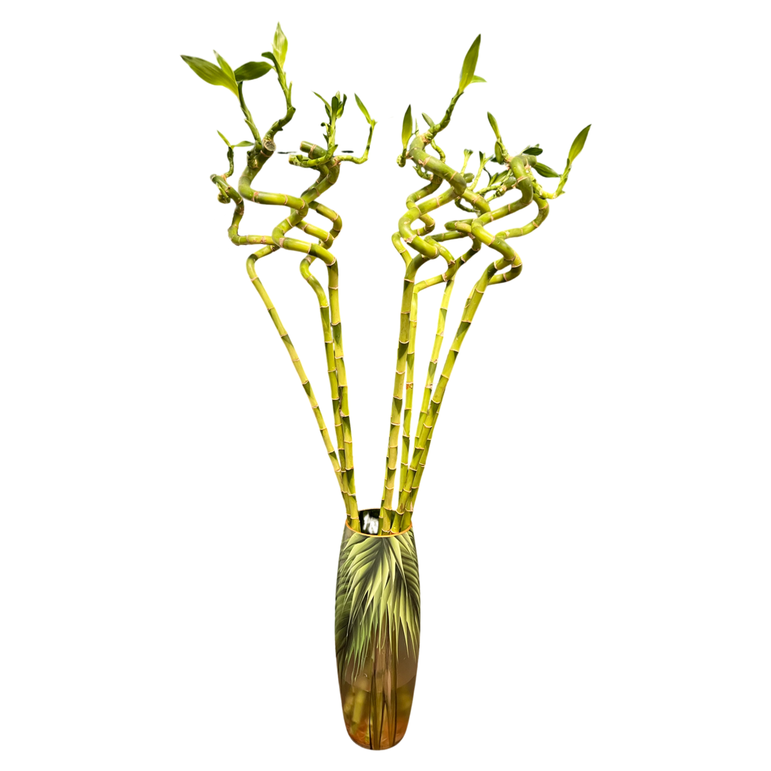 Lucky Bamboo Stems