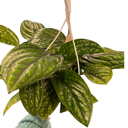 Monstera| Peru
