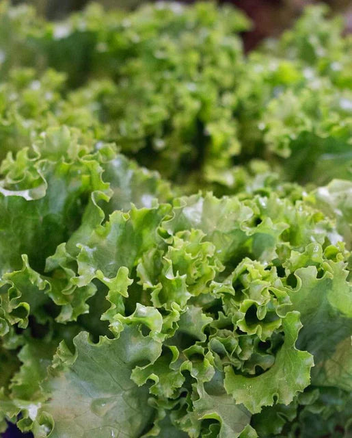 Lettuce | Salad Bowl | Seeds