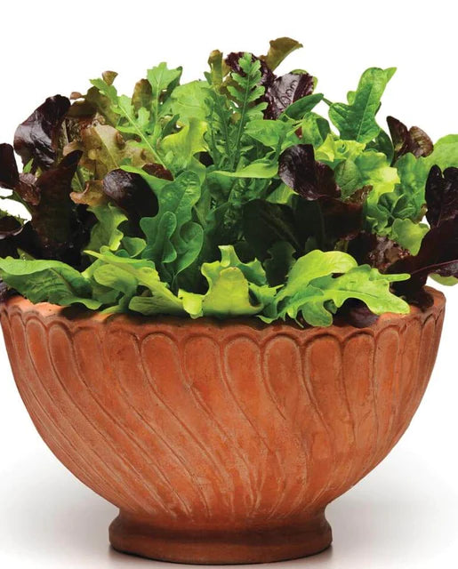 Lettuce | Alfresco | Seeds