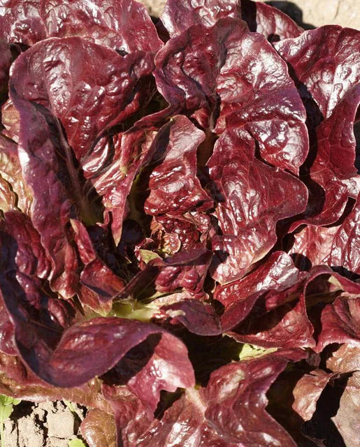 Lettuce| Rouge driver | Seeds