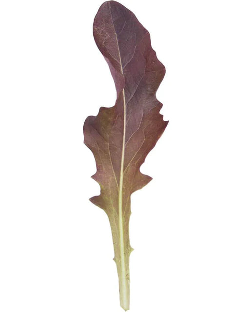 Seeds | Lettuce Blade