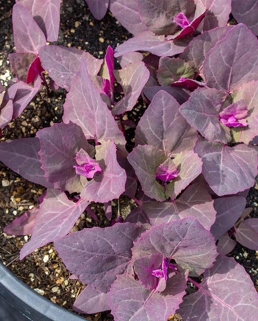 Orach | Red Organic | Seeds