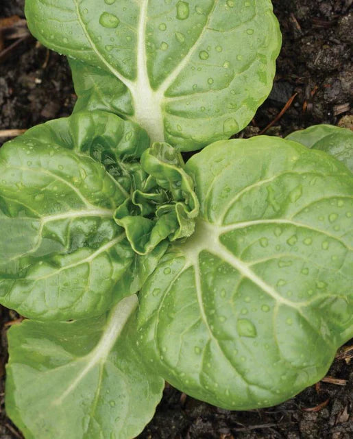 Seeds | Mustard Toy Choi