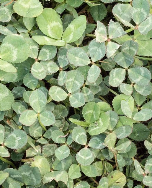 Lawn Replacement | Microclover raw