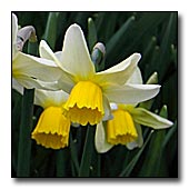 Jack Snipe | Narcissus