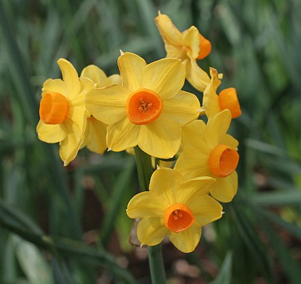Grand Soleil | Narcissus Indoor