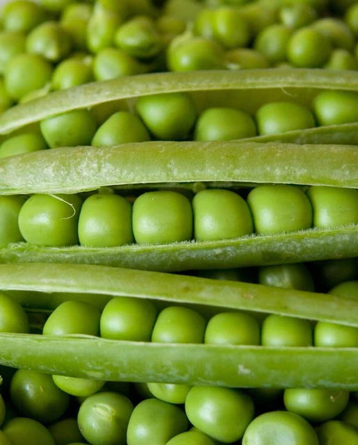 Seeds | Peas Alderman (Tall Telephone)