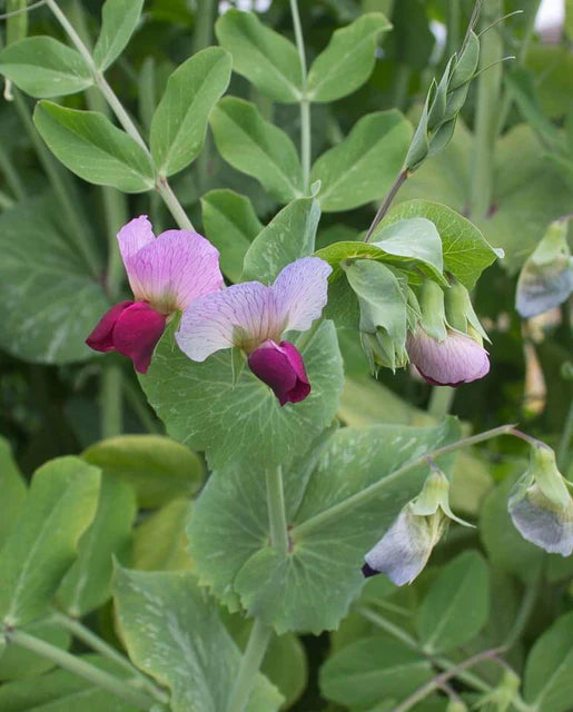 Seeds | Peas Dwarf Grey Sugar