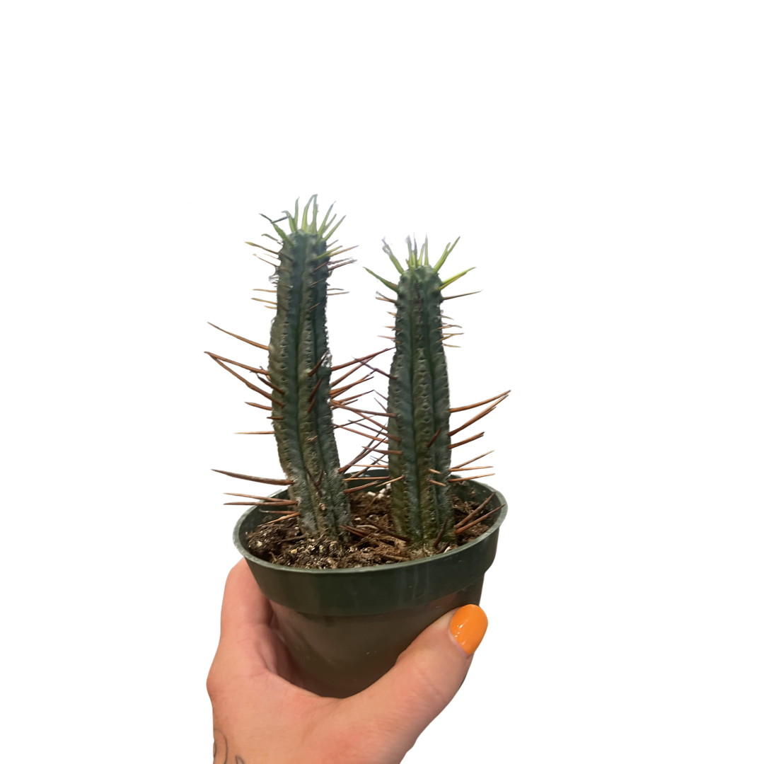 Cactus | Euphorbia  Enopla 'Pincushion'