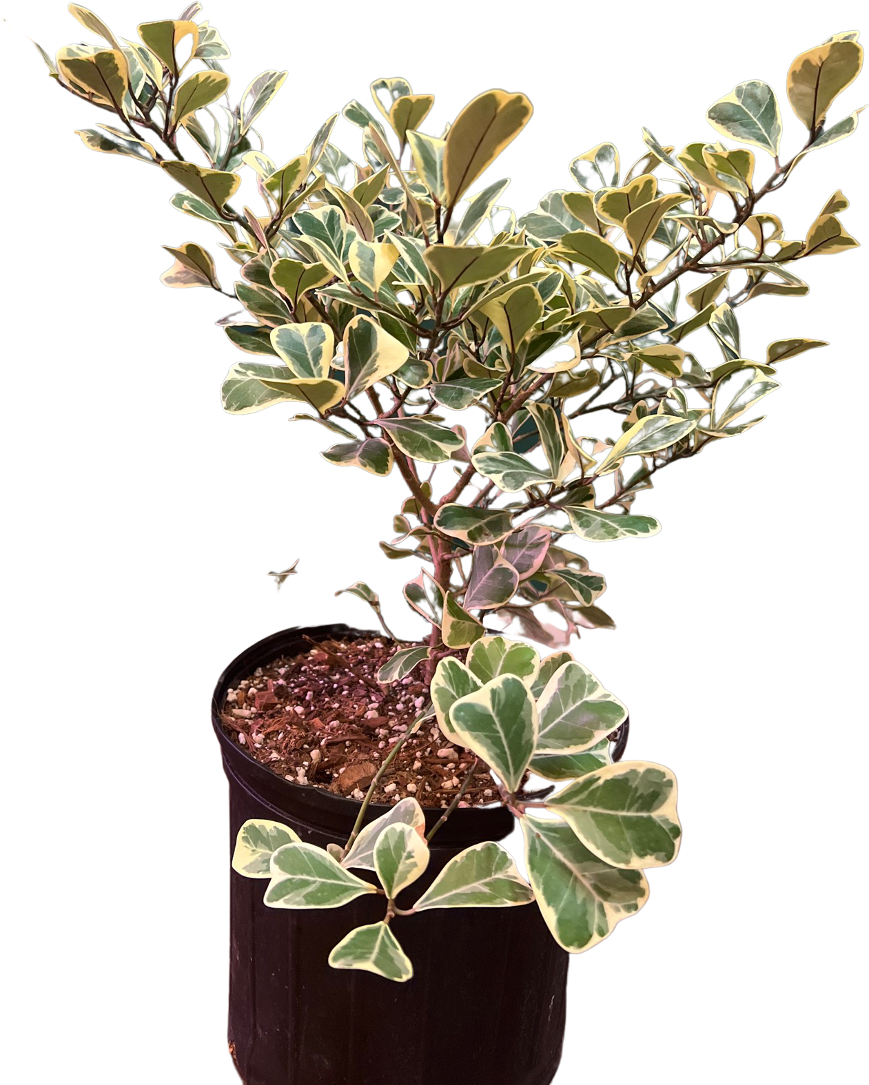 Ficus Triangularis Varigata