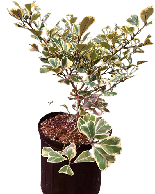 Ficus Triangularis Varigata
