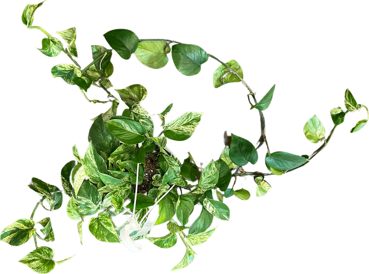 Pothos | Marble Queen