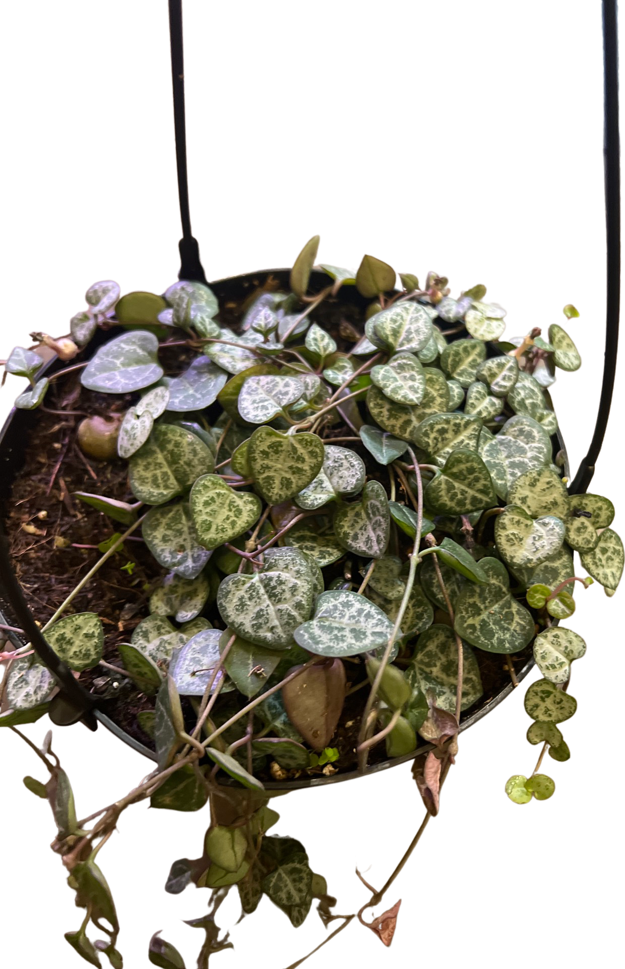 Ceropegia | String of Hearts