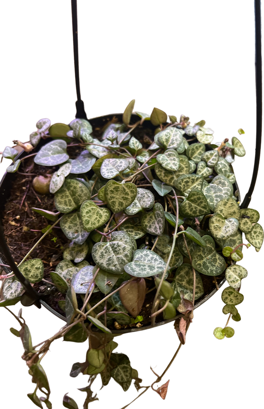 Ceropegia | String of Hearts