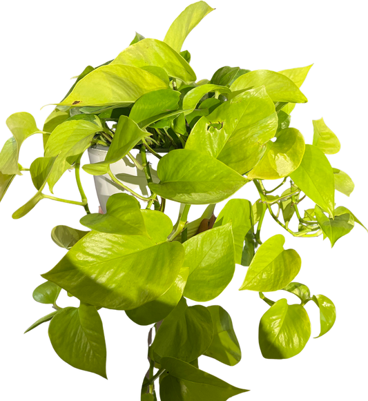 Pothos | Neon