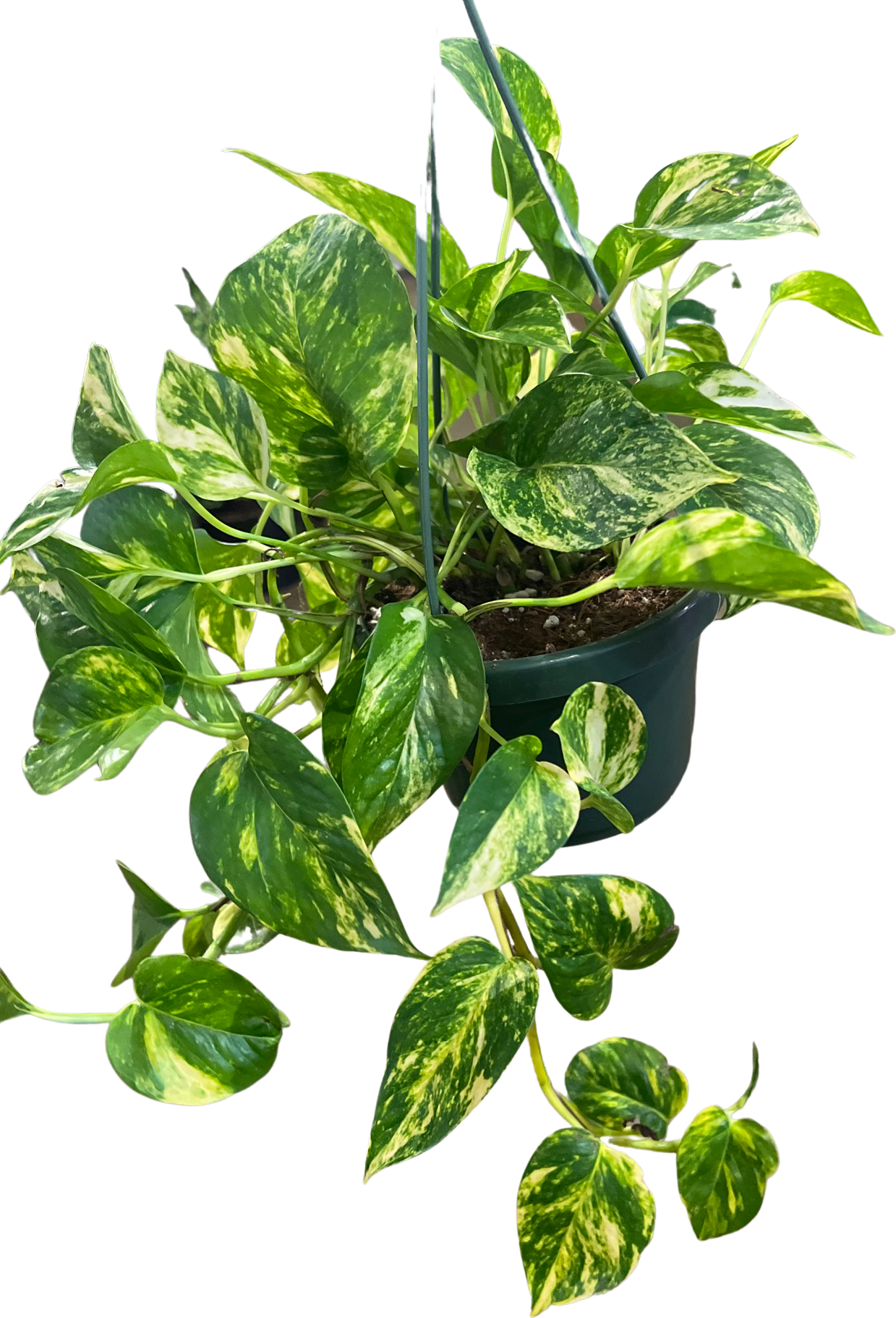 Pothos | Golden