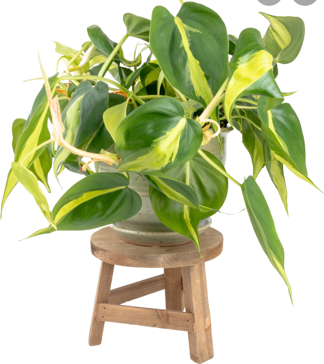 Philodendron | Cordatum Brasil