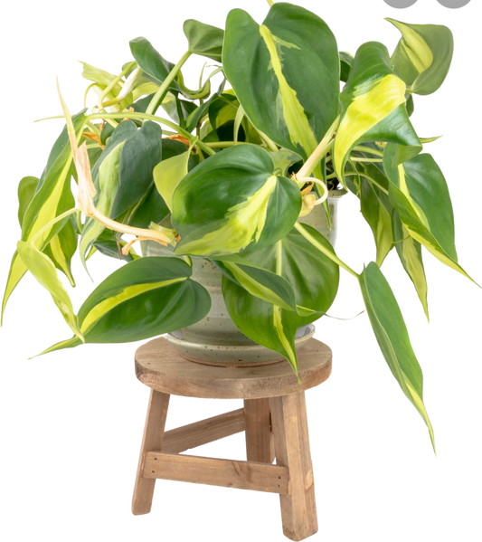 Philodendron | Cordatum Brasil