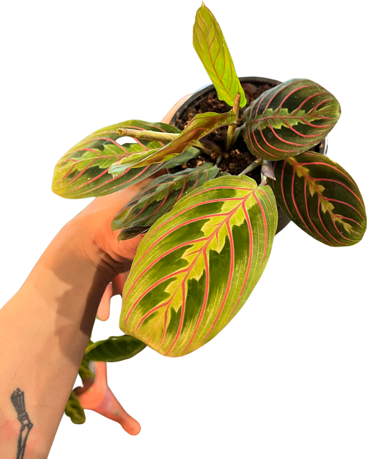 Maranta | Leuconeura Red