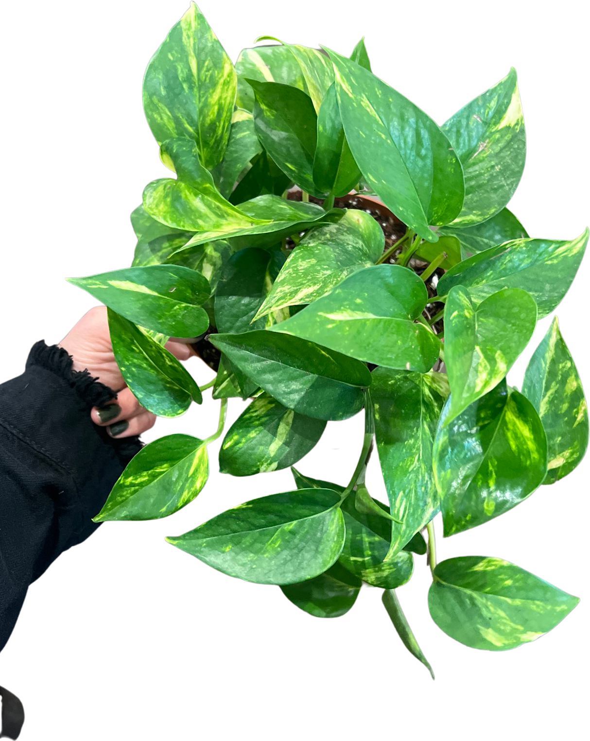 Pothos | Golden