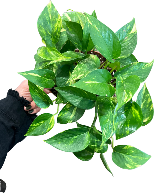 Pothos | Golden