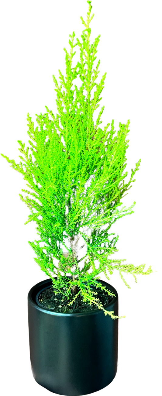 Cypress Lime