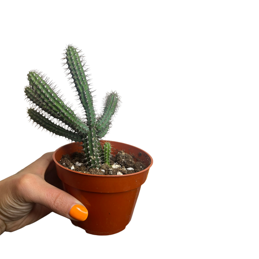 Cactus | Euphorbia Baioensis