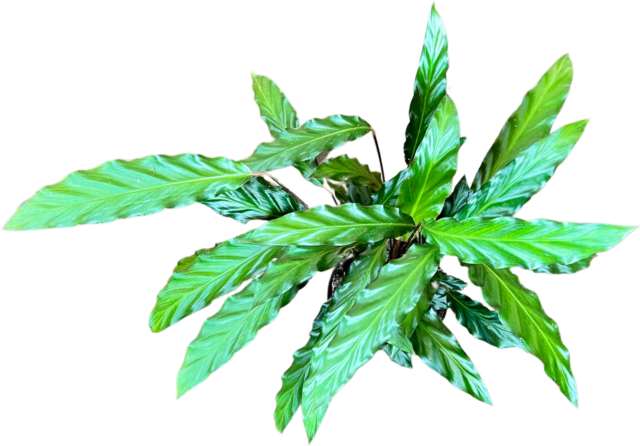 Calathea | Rufibarba