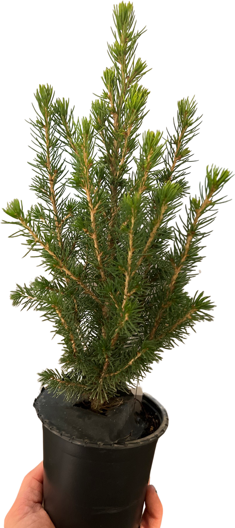 'Berta Baby Spruce Tree 4"