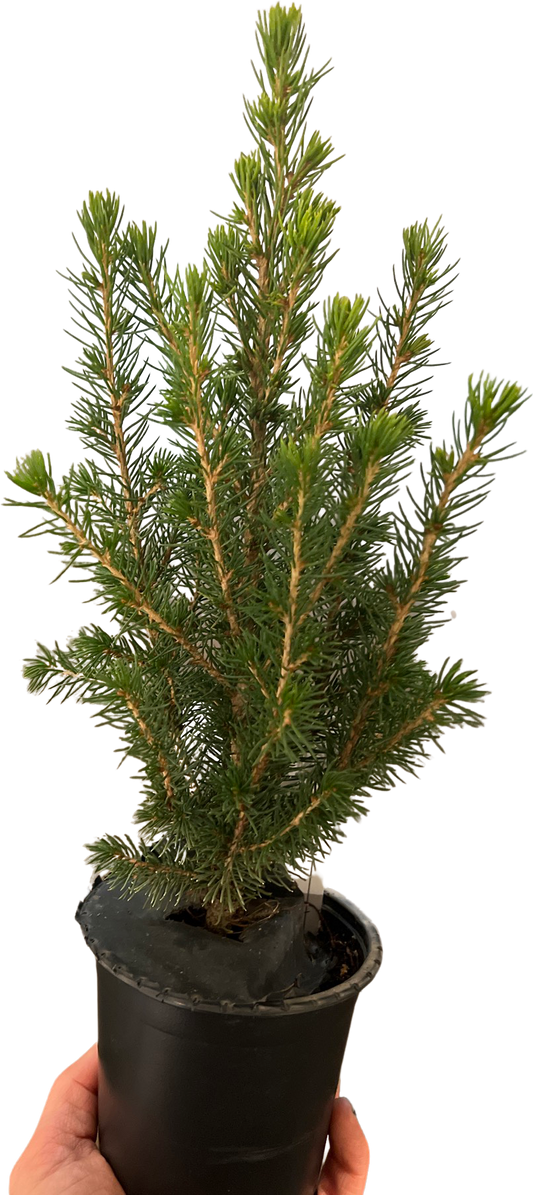 'Berta Baby Spruce Tree