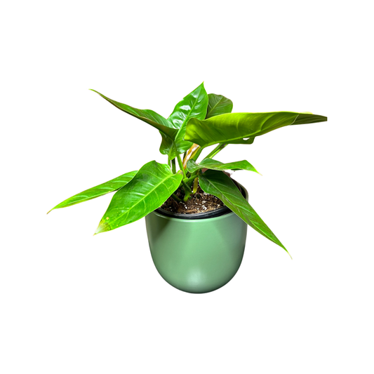 Philodendron | Green Congo