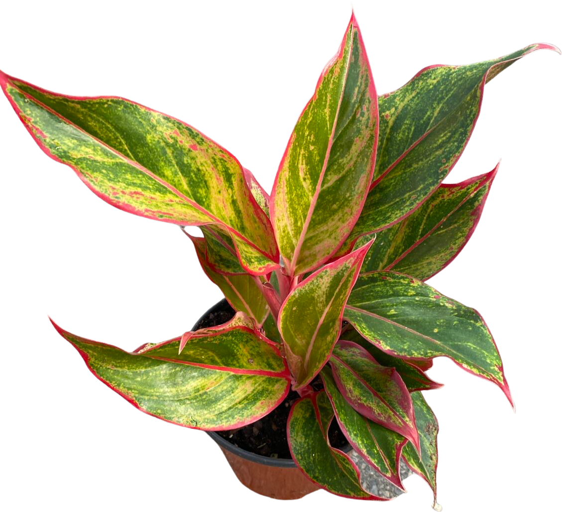Aglaonema | Siam Aurora