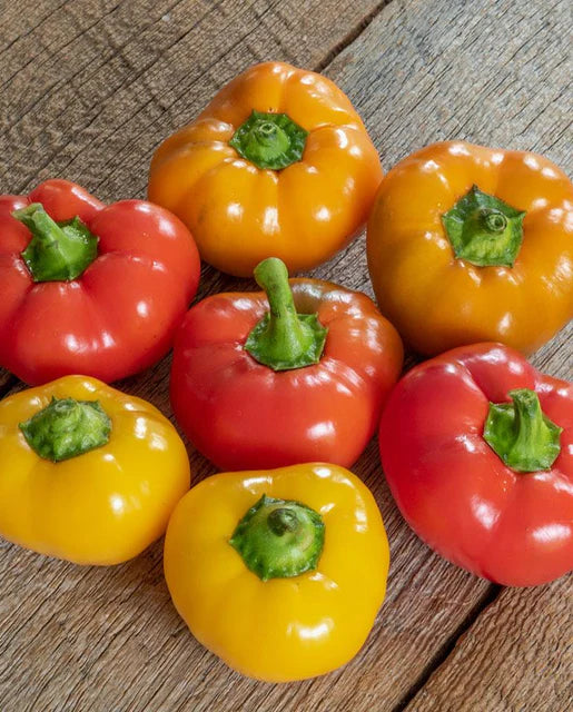 Peppers | Hungarian Cheese Blend | Seeds