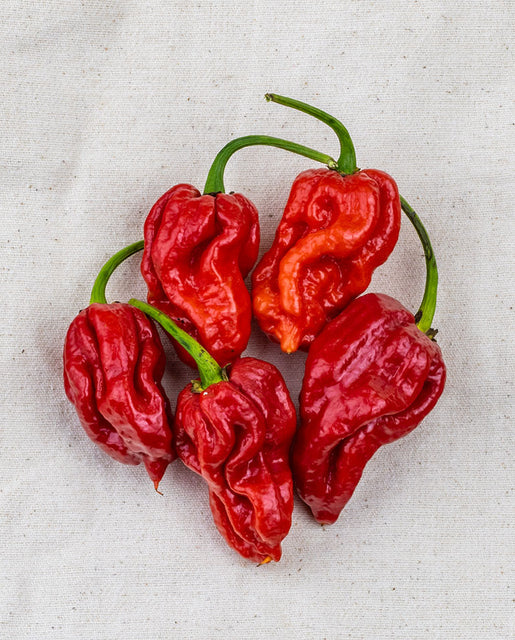 Seeds | Peppers Trinidad Moruga Scorpion