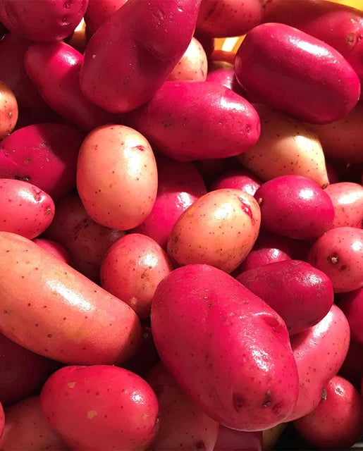 Seeds | Potato Clancy