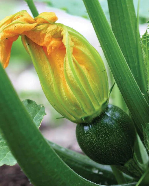 Seeds | Squash Eight Ball