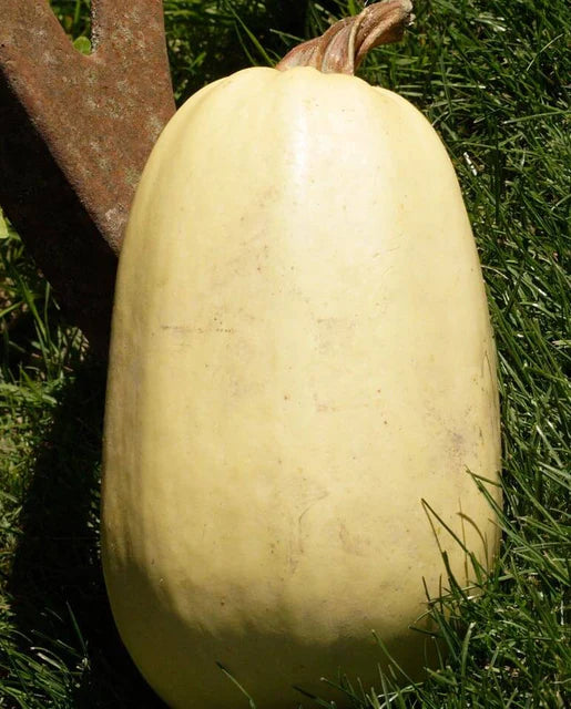 Seeds | Squash Tivoli