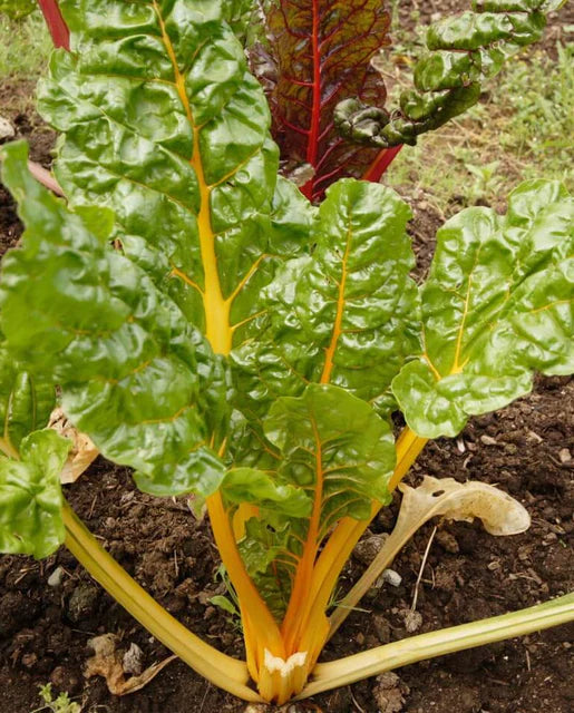 Seeds | Swiss chard Canary Yellow
