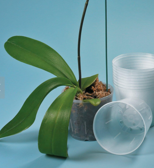 Orchid Pots | Clear Round