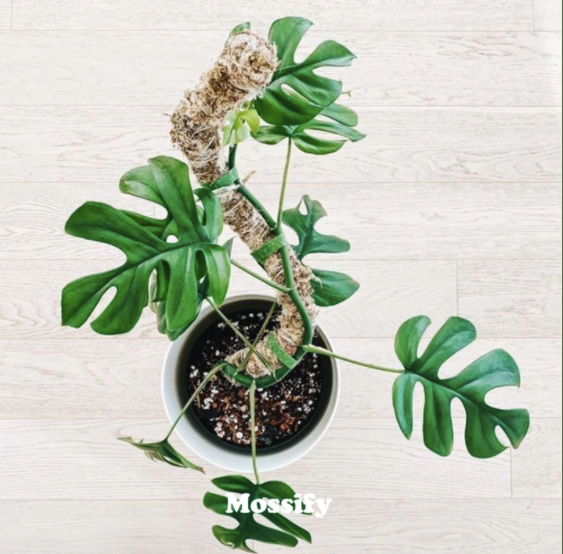 MOSSify |  Bendable Moss Pole THICK