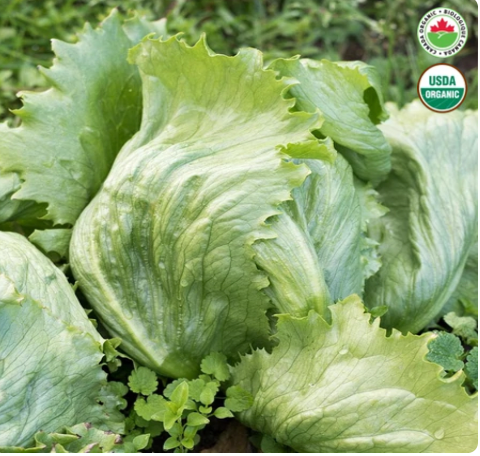 Seeds | Lettuce Dillon Certified Organic