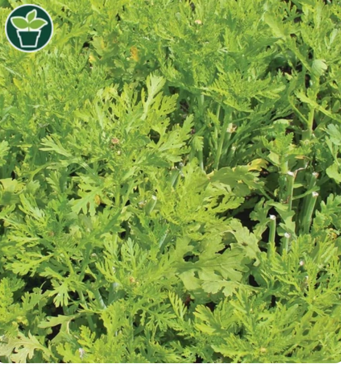 Seeds | Wild Greens Frilly Edible Chrysanthemum