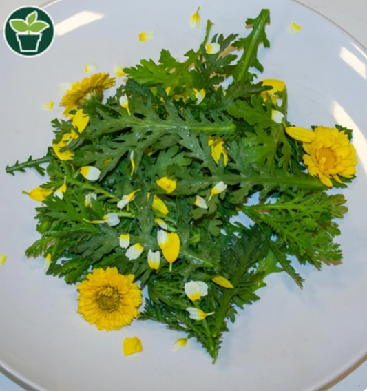 Seeds | Wild Greens Frilly Edible Chrysanthemum