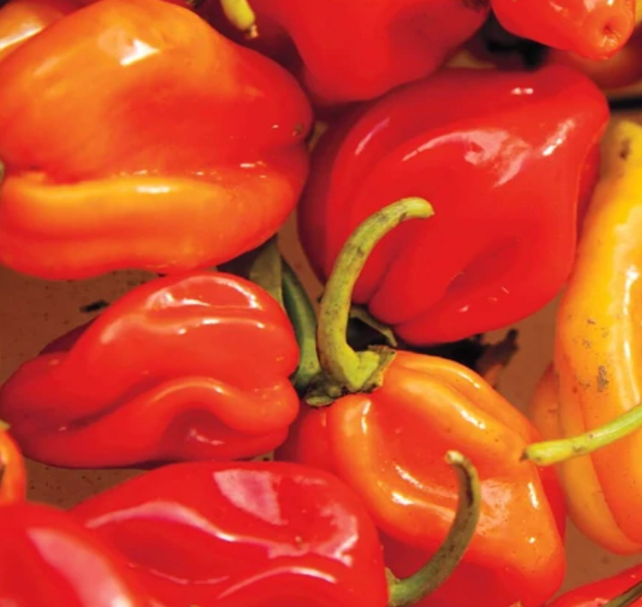 Peppers | Habanero | Seeds