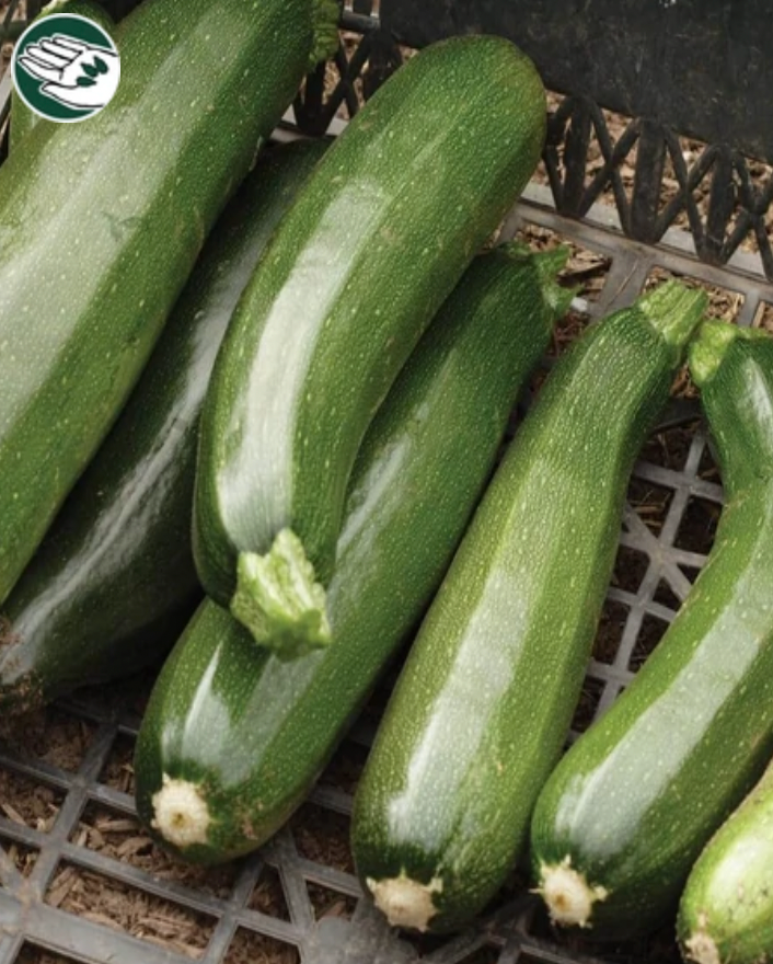 Squash | Black Beauty | Seeds